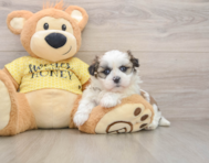 5 week old Teddy Bear Puppy For Sale - Puppy Love PR