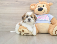 5 week old Teddy Bear Puppy For Sale - Puppy Love PR
