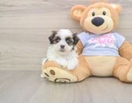 7 week old Teddy Bear Puppy For Sale - Puppy Love PR