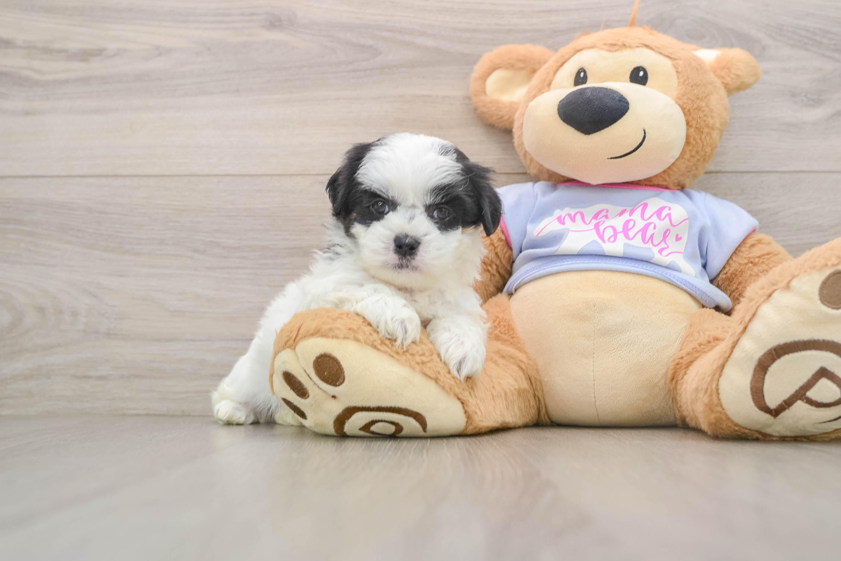 Best Teddy Bear Baby