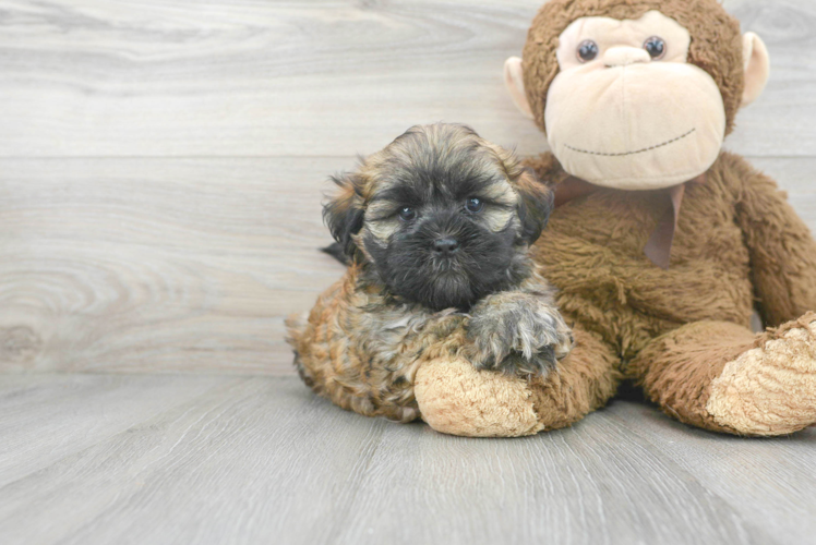 Cute Teddy Bear Designer Pup