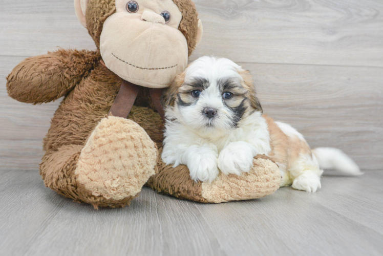 Meet Oakley - our Teddy Bear Puppy Photo 1/3 - Puppy Love PR Happy Teddy Bear Baby