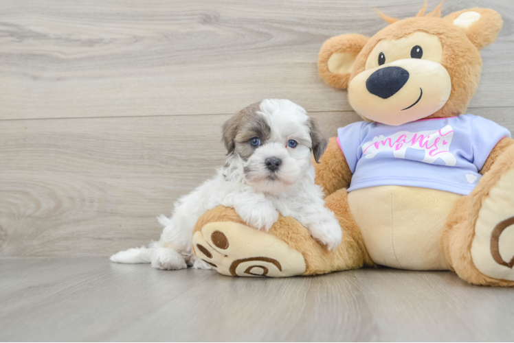 Adorable Shichon Designer Puppy