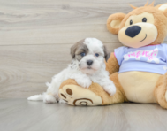 8 week old Teddy Bear Puppy For Sale - Puppy Love PR