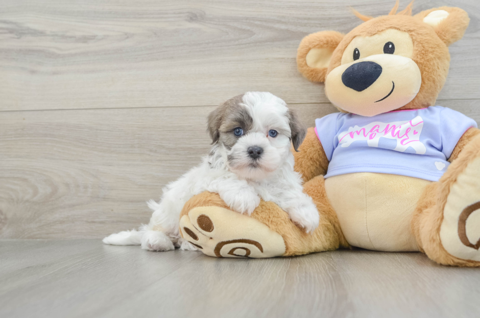 8 week old Teddy Bear Puppy For Sale - Puppy Love PR