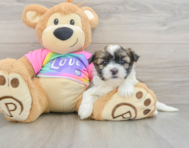 8 week old Teddy Bear Puppy For Sale - Puppy Love PR