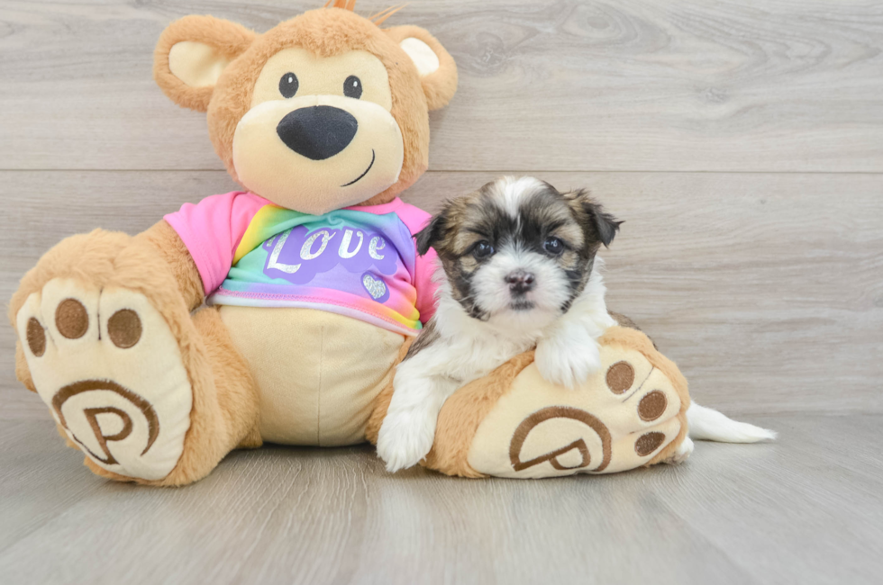 5 week old Teddy Bear Puppy For Sale - Puppy Love PR