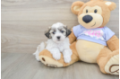 Sweet Teddy Bear Baby