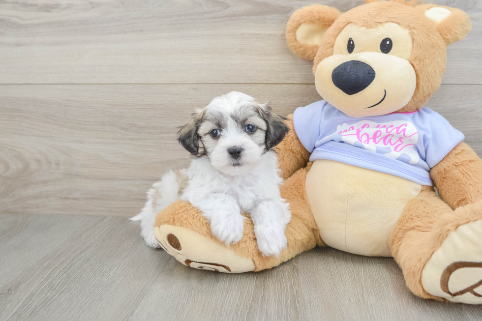 Sweet Teddy Bear Baby