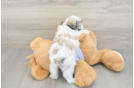 Cute Teddy Bear Baby