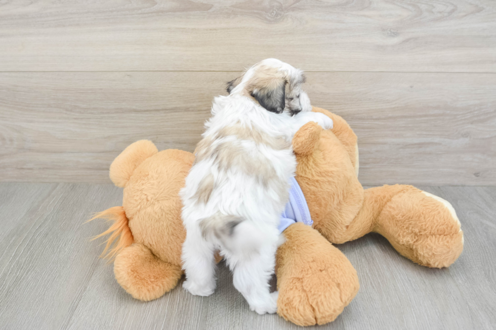 Cute Teddy Bear Baby