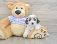 7 week old Teddy Bear Puppy For Sale - Puppy Love PR