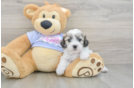 Playful Shichon Designer Puppy