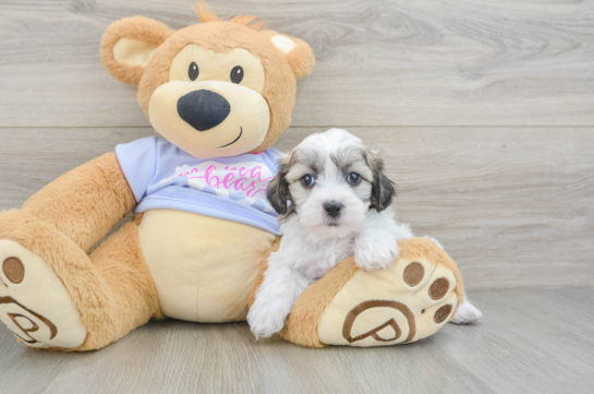 Playful Shichon Designer Puppy