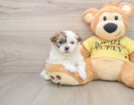 5 week old Teddy Bear Puppy For Sale - Puppy Love PR