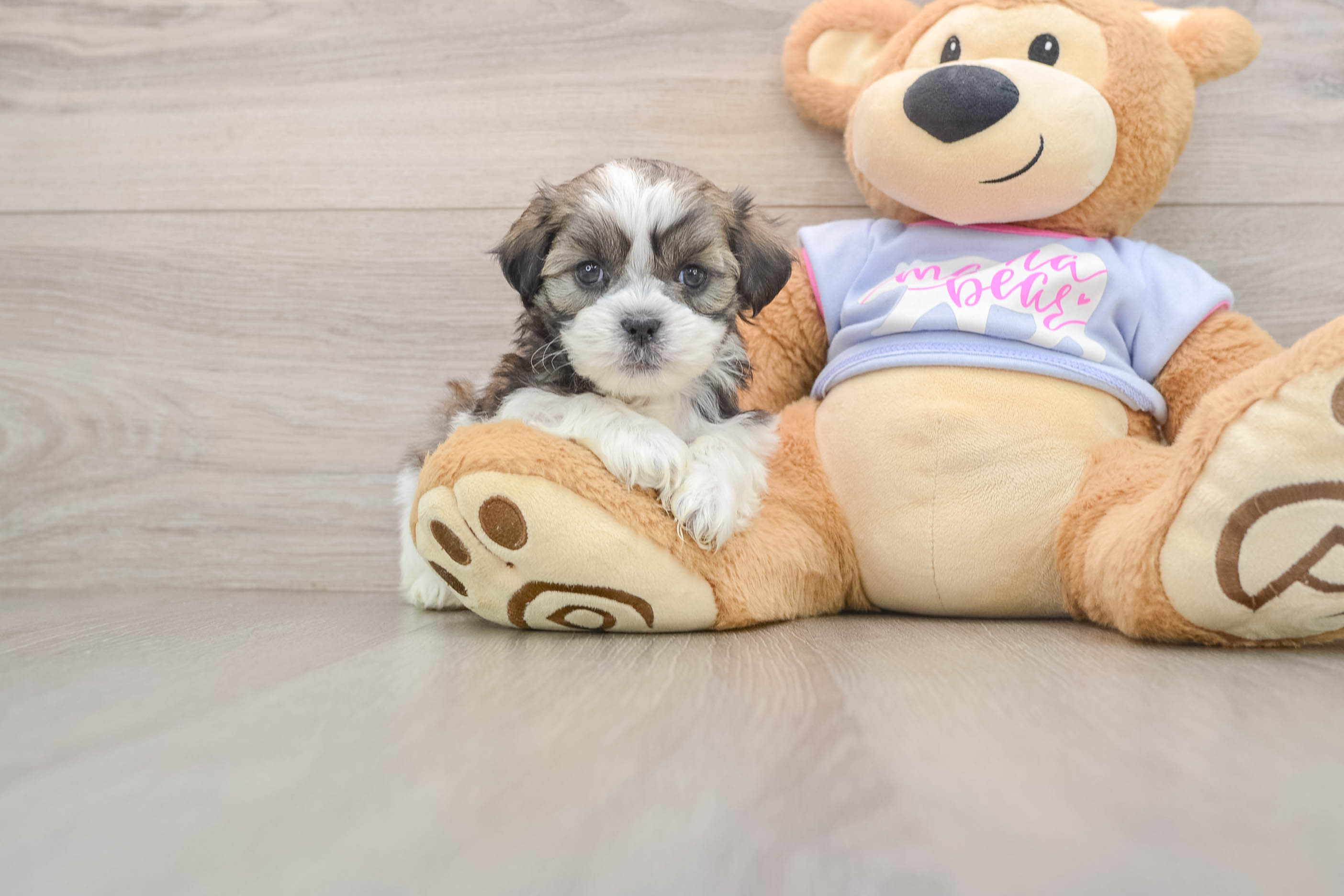 Playful Shit Designer Puppy