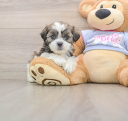 6 week old Teddy Bear Puppy For Sale - Puppy Love PR
