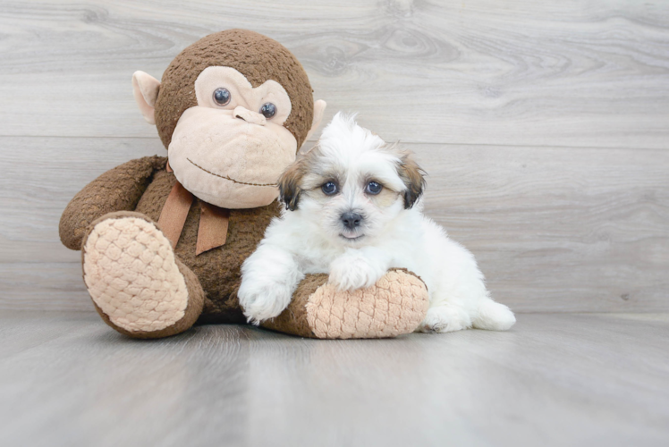 Meet Oberon - our Teddy Bear Puppy Photo 1/3 - Puppy Love PR Teddy Bear Puppy for Adoption