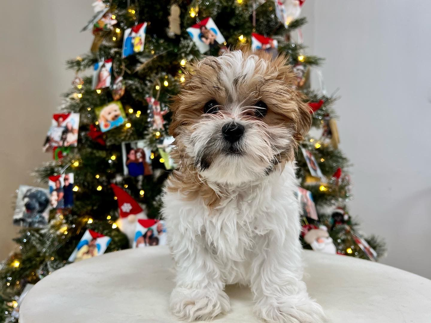 Teddy Bear Puppy for Adoption