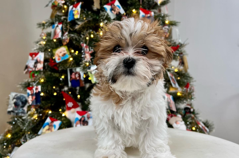 12 week old Teddy Bear Puppy For Sale - Puppy Love PR
