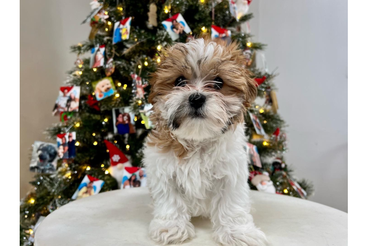 Meet Oberon - our Teddy Bear Puppy Photo 1/6 - Puppy Love PR Teddy Bear Puppy for Adoption
