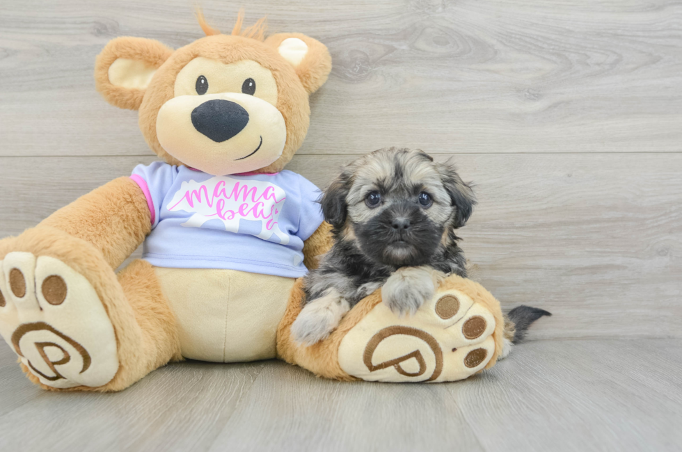 7 week old Teddy Bear Puppy For Sale - Puppy Love PR