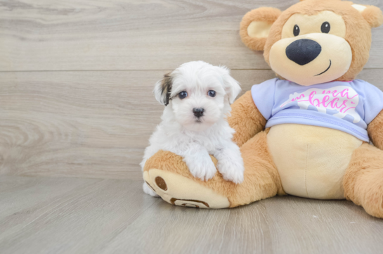 Friendly Teddy Bear Baby