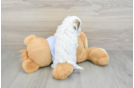 Best Teddy Bear Baby