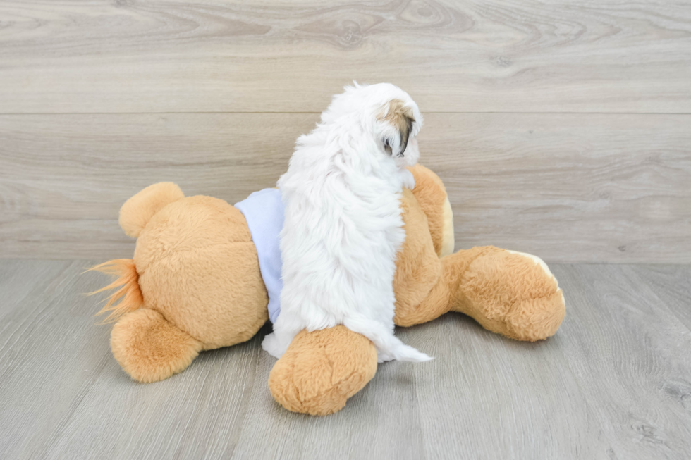 Best Teddy Bear Baby