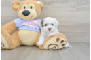 Teddy Bear Puppy for Adoption