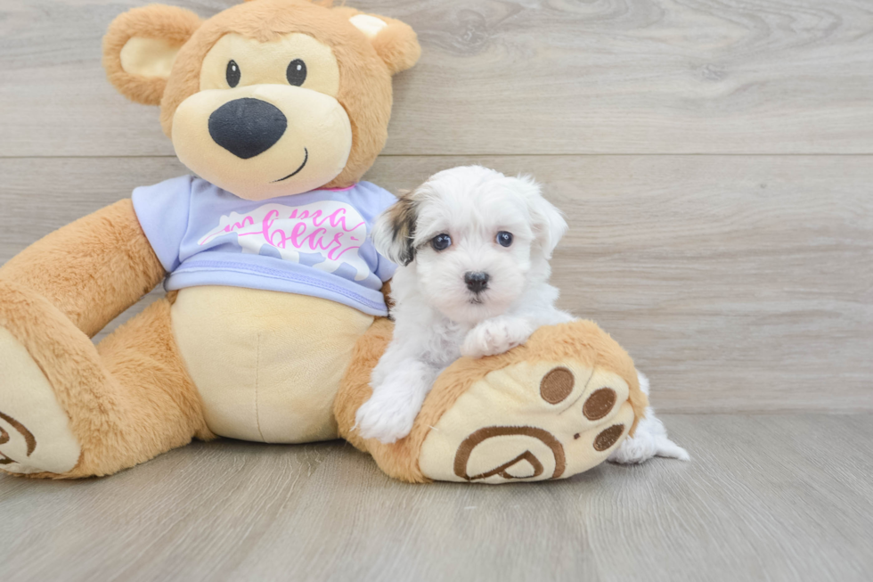 Teddy Bear Puppy for Adoption