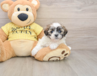 5 week old Teddy Bear Puppy For Sale - Puppy Love PR