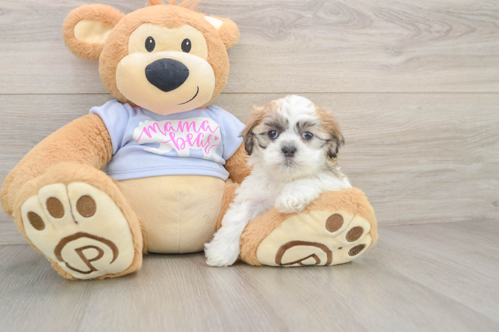 Teddy Bear Pup Being Cute