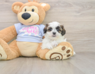 7 week old Teddy Bear Puppy For Sale - Puppy Love PR