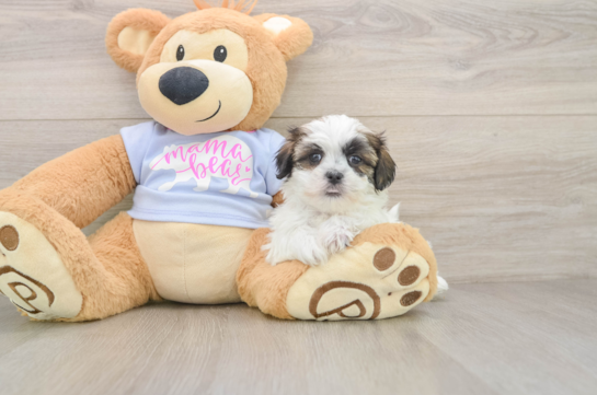 Happy Teddy Bear Baby