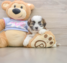 6 week old Teddy Bear Puppy For Sale - Puppy Love PR
