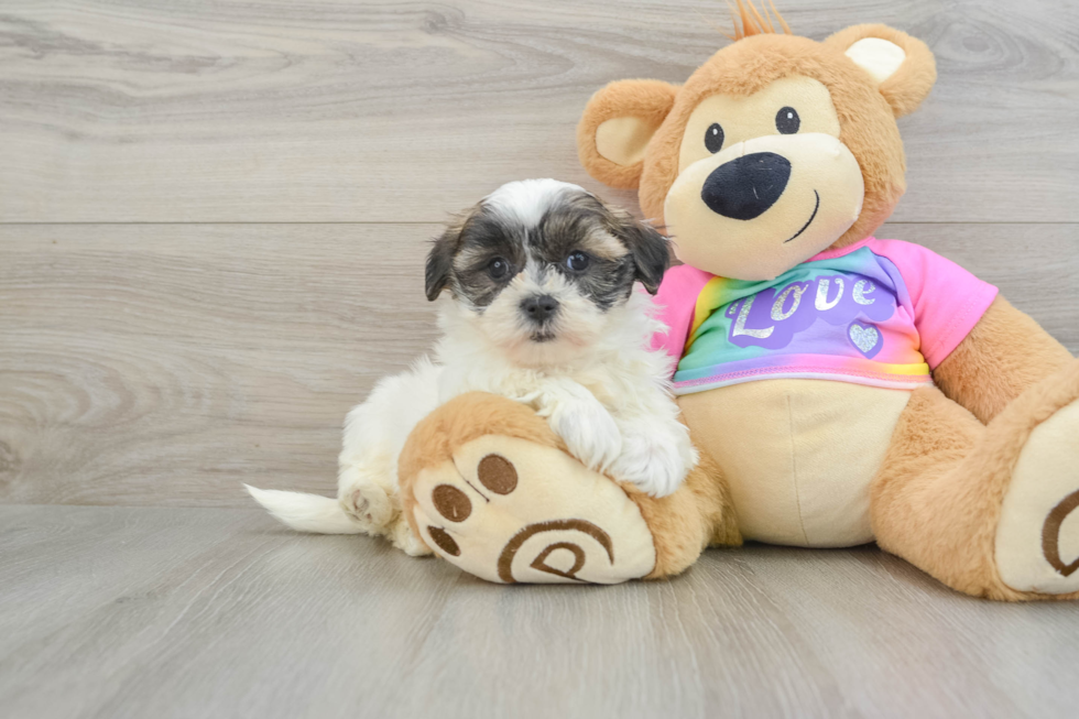 Teddy Bear Puppy for Adoption