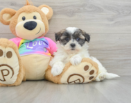 8 week old Teddy Bear Puppy For Sale - Puppy Love PR