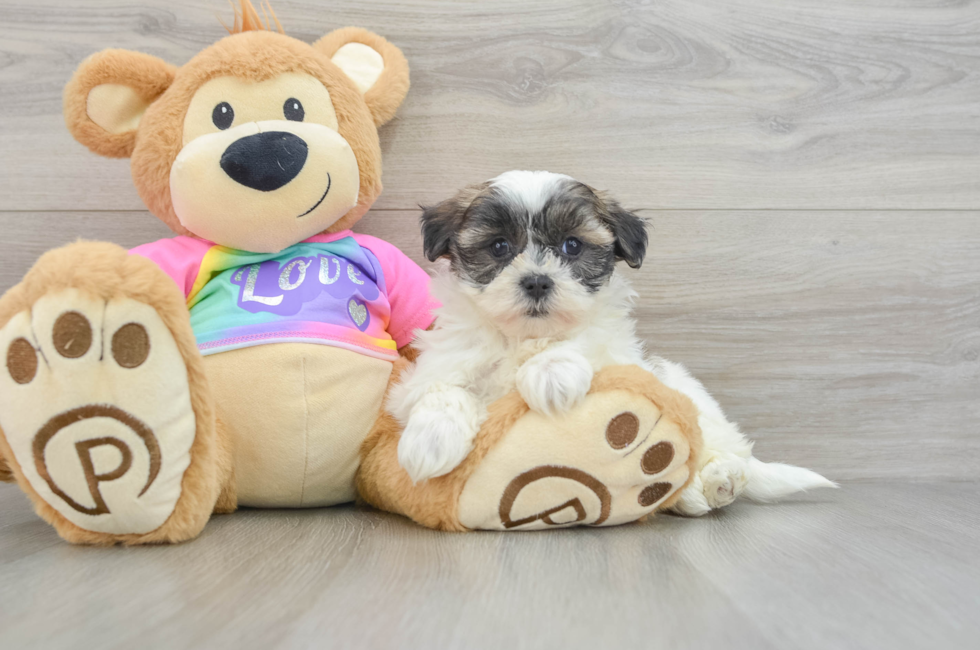 8 week old Teddy Bear Puppy For Sale - Puppy Love PR