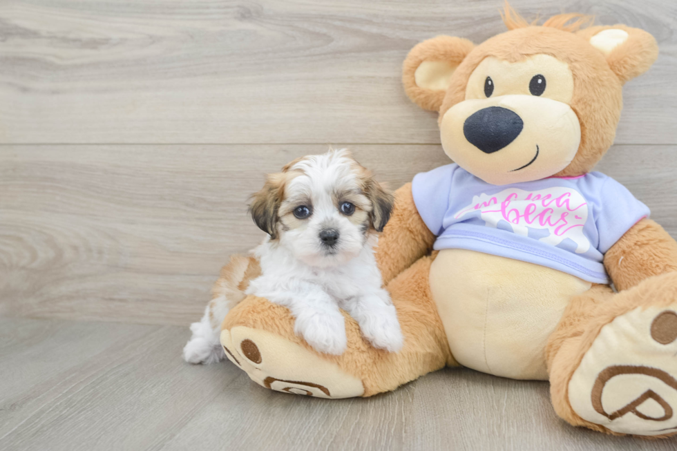 Best Teddy Bear Baby