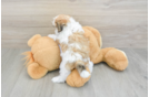 Teddy Bear Puppy for Adoption