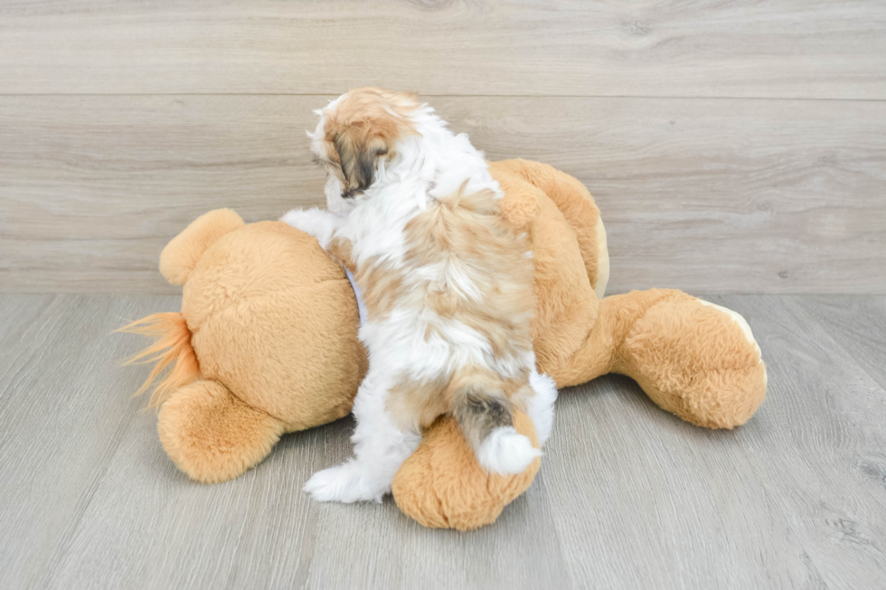 Teddy Bear Puppy for Adoption