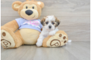 Teddy Bear Puppy for Adoption