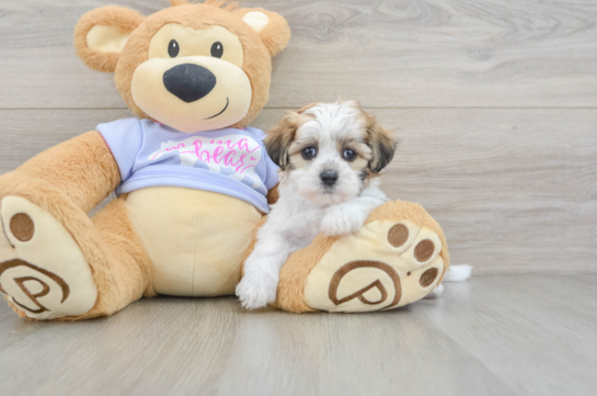 Teddy Bear Puppy for Adoption