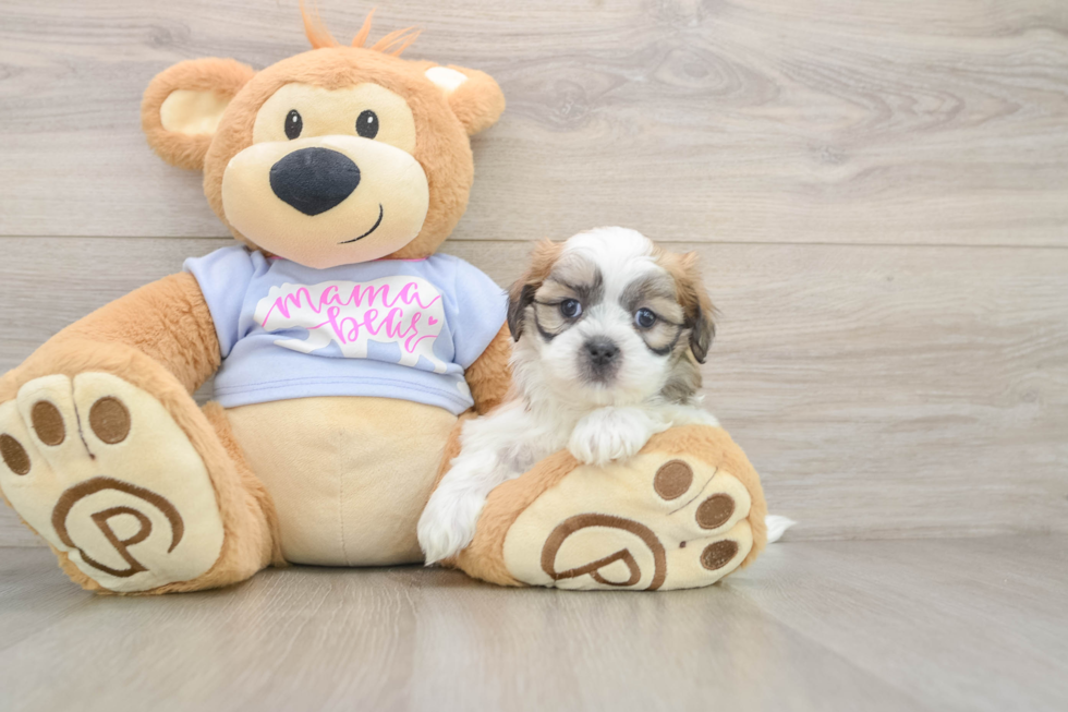 Cute Teddy Bear Baby