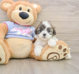 6 week old Teddy Bear Puppy For Sale - Puppy Love PR
