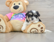 6 week old Teddy Bear Puppy For Sale - Puppy Love PR