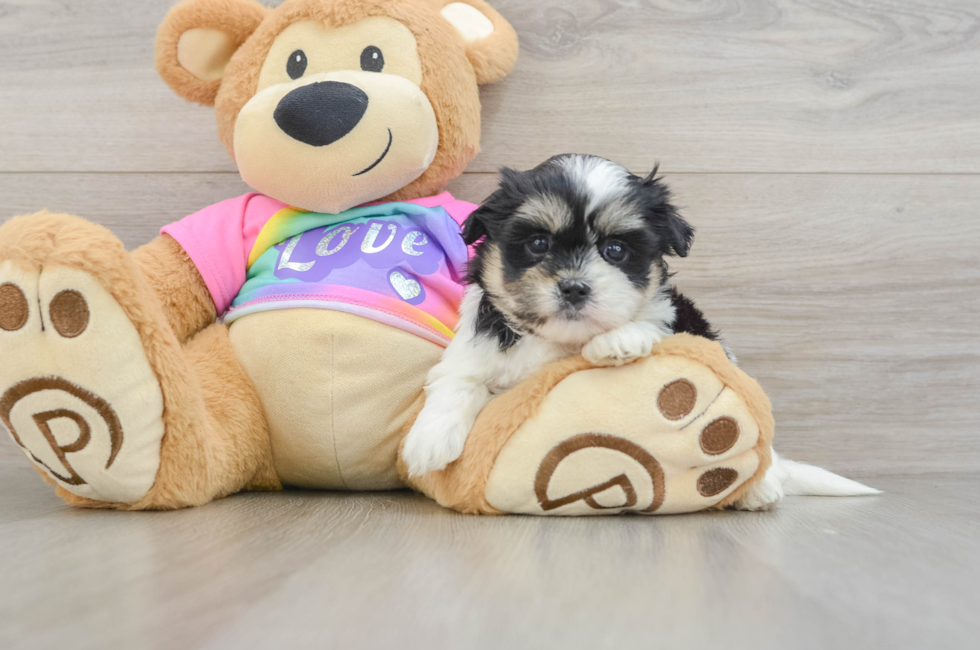 5 week old Teddy Bear Puppy For Sale - Puppy Love PR