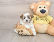 5 week old Teddy Bear Puppy For Sale - Puppy Love PR