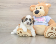 6 week old Teddy Bear Puppy For Sale - Puppy Love PR